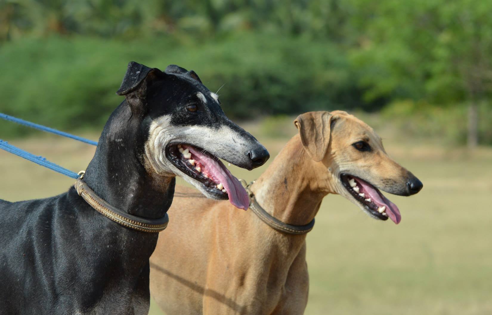 galgo's