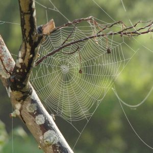 spinnenwebben in de ochtend