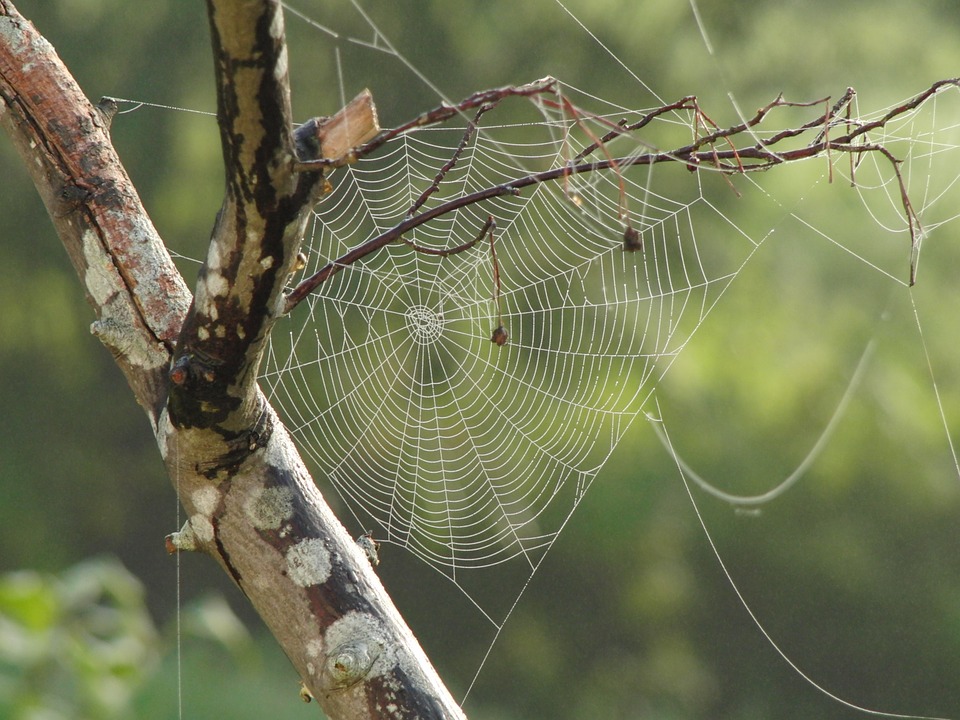 spinnenwebben in de ochtend