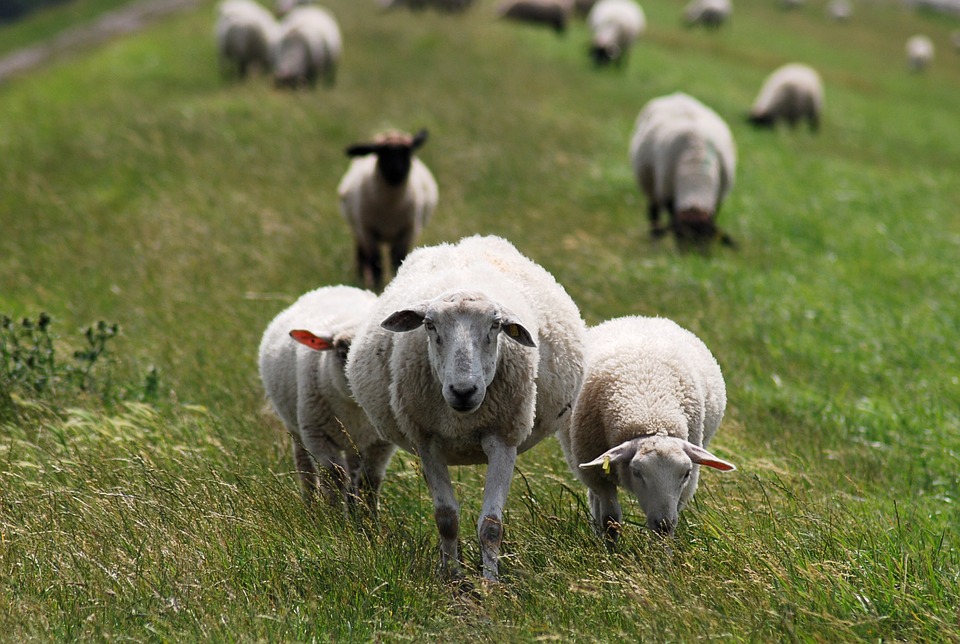 makke schapen