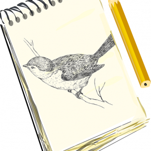 draw a bird