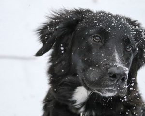 hond in de pot