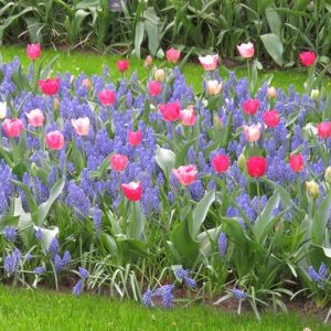 keukenhof