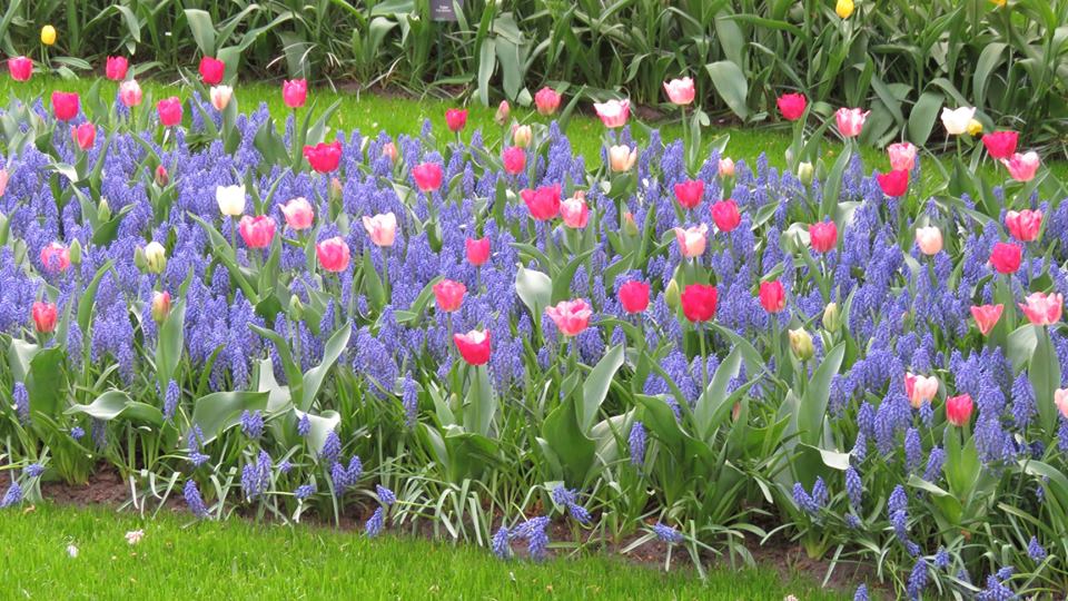 keukenhof