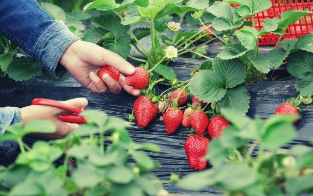 aardbeien