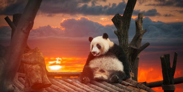 Grote Panda