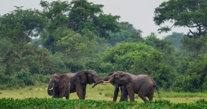 Luxe rondreizen naar Zambia en Mozambique 2