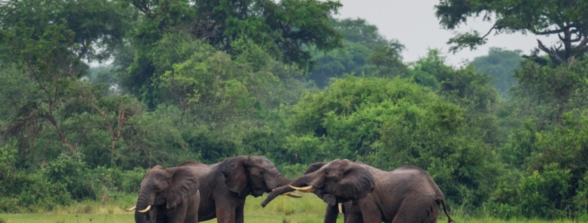 Luxe rondreizen naar Zambia en Mozambique 2