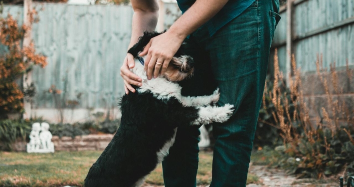 Mag mijn hond mee de Media Markt in