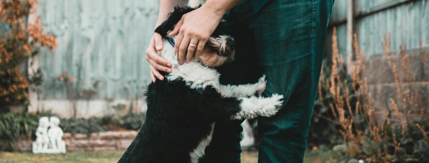 Mag mijn hond mee de Media Markt in