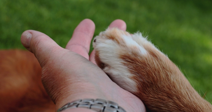 Tips om de nagels te knippen van je hond