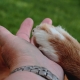 Tips om de nagels te knippen van je hond