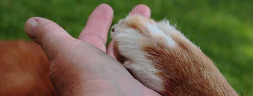 Tips om de nagels te knippen van je hond