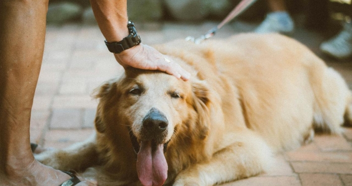 Welk fruit mag een hond eten