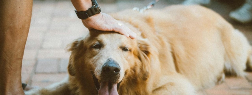 Welk fruit mag een hond eten