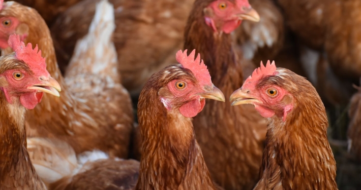 Van kippenhok tot kattenbak veelzijdigheid onder één dak