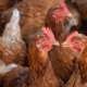 Van kippenhok tot kattenbak veelzijdigheid onder één dak