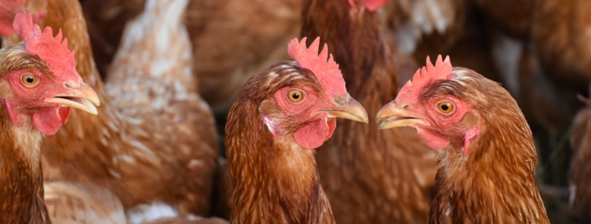 Van kippenhok tot kattenbak veelzijdigheid onder één dak