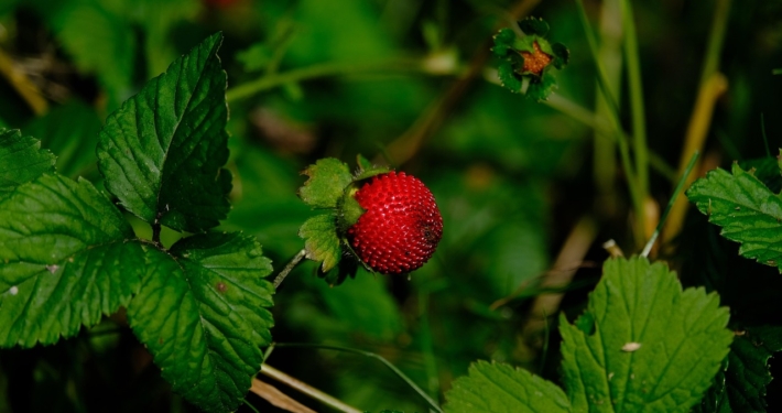 Is schijnaardbei giftig voor honden Lees er hier alles over!