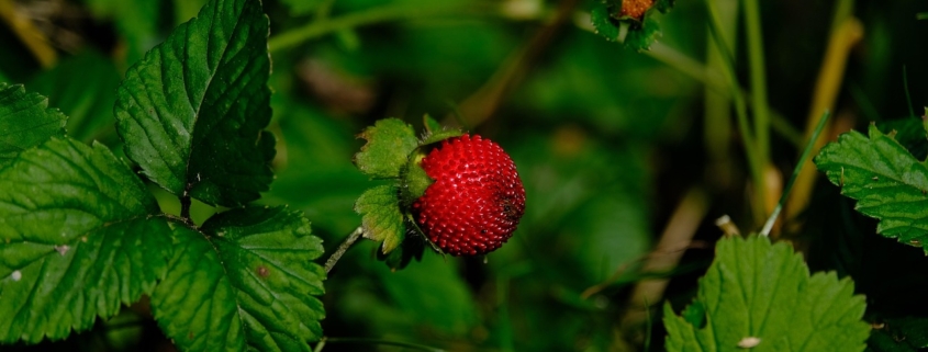 Is schijnaardbei giftig voor honden Lees er hier alles over!