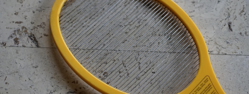 Kleine vliegjes in huis bij het raam. Wat zijn dat voor beestjes