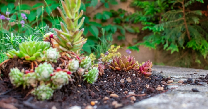 Een natuurlijke tuin creëren met duurzame bodembedekking