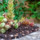 Een natuurlijke tuin creëren met duurzame bodembedekking