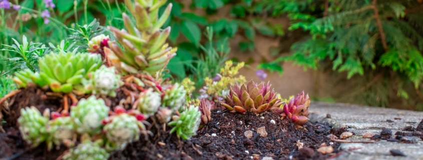 Een natuurlijke tuin creëren met duurzame bodembedekking
