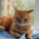 Hoe oud wordt een kat? Alles over de levensverwachting van je pluizige vriend