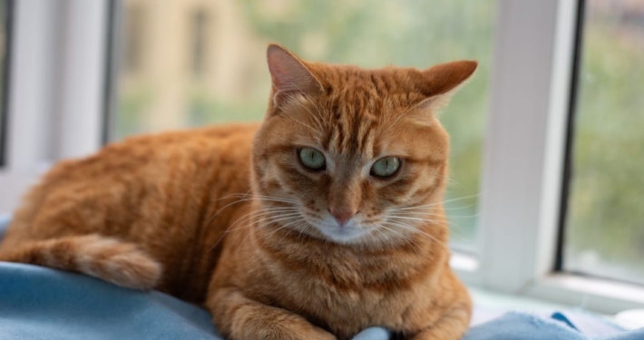 Hoe oud wordt een kat? Alles over de levensverwachting van je pluizige vriend