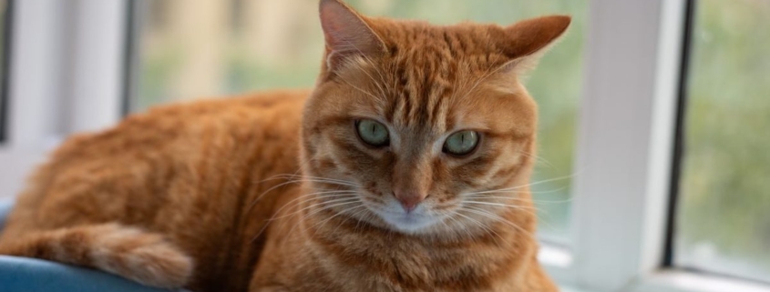 Hoe oud wordt een kat? Alles over de levensverwachting van je pluizige vriend