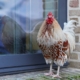 Hoe oud wordt een kip? Alles over de levensduur van kippen