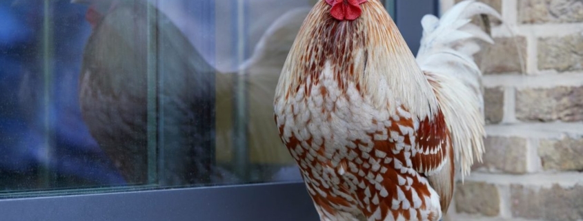 Hoe oud wordt een kip? Alles over de levensduur van kippen