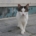 Overweeg je een kat te kopen Hier moet je op letten!