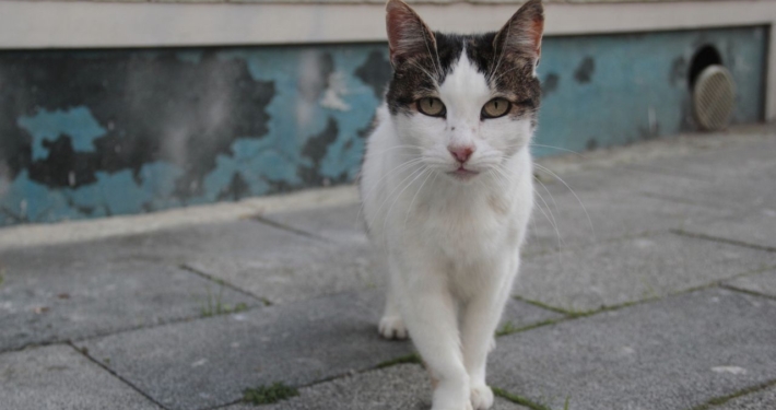 Overweeg je een kat te kopen Hier moet je op letten!