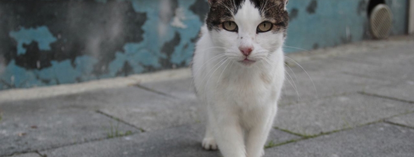 Overweeg je een kat te kopen Hier moet je op letten!